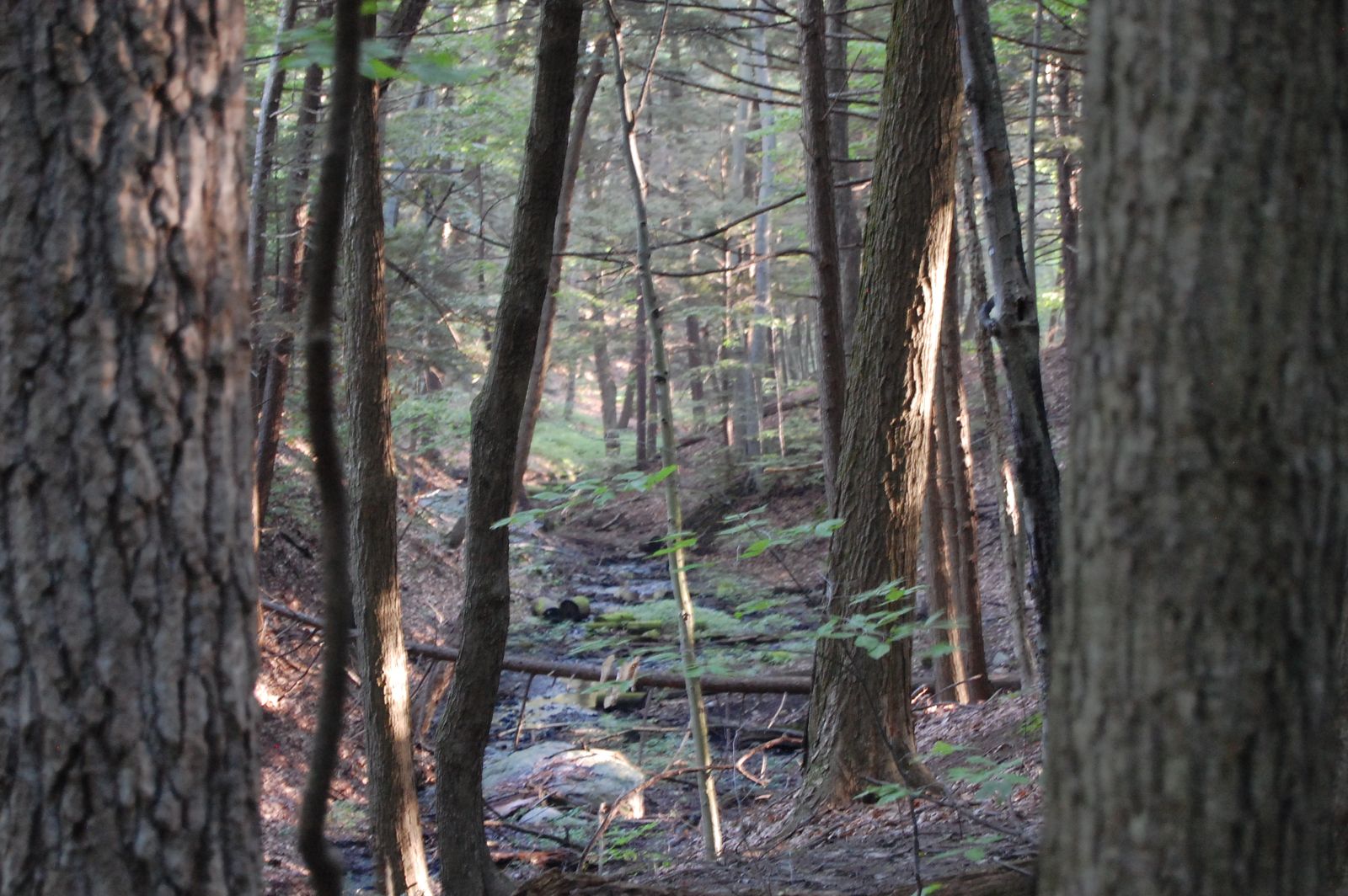 Mohawk Hudson Land Conservancy
